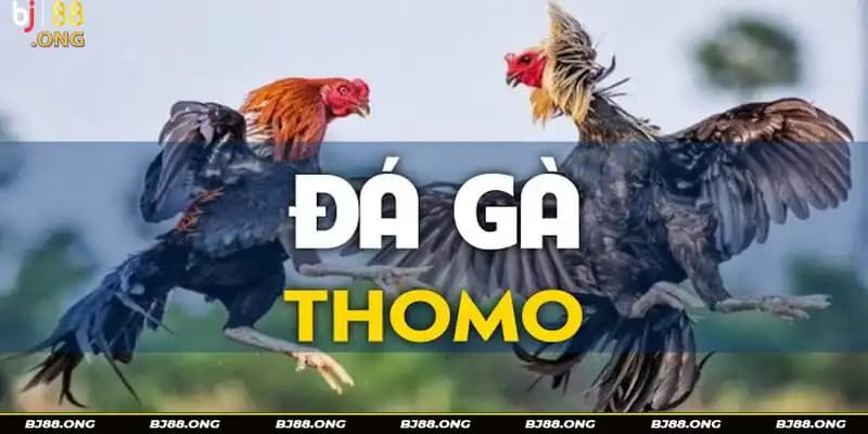 Thông tin chung về đá gà Thomo.